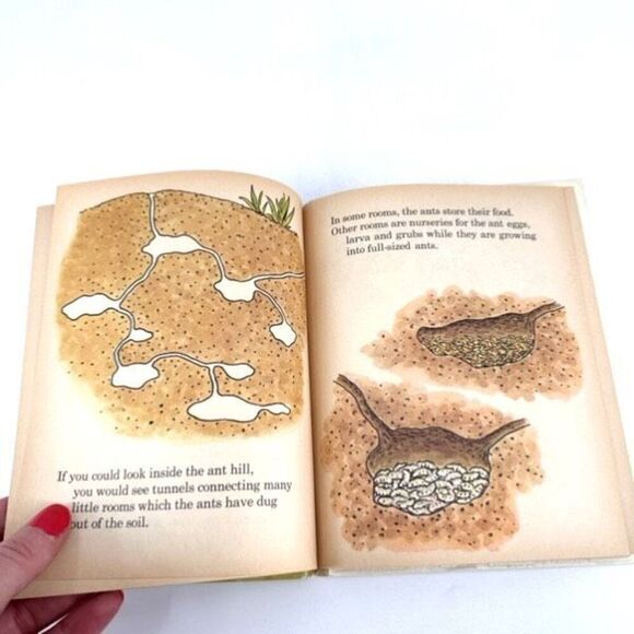 Vintage Rand McNally Publisher The Busy Ants Nonfiction Children’s Learning Book - Picture 6 of 12